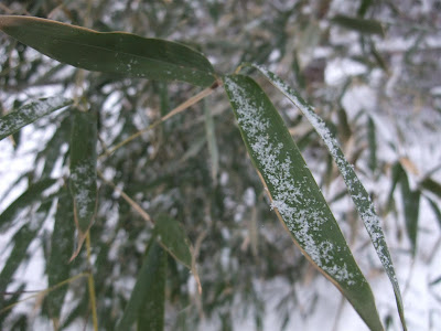 bamboo in snow, cold, winter