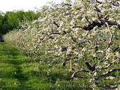 Apple trees in bloom