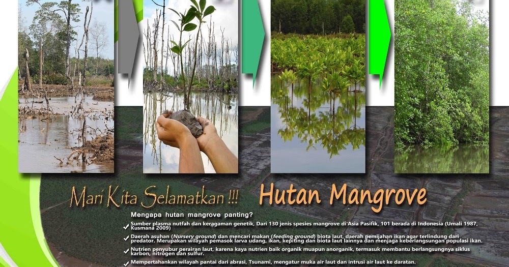 BKSDA KALIMANTAN SELATAN Mari Kita Selamatkan Hutan Mangrove