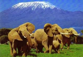 Els elefants