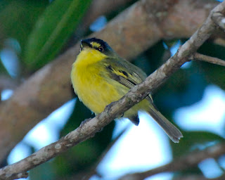 Yellow-Lored Tody-Flycatcher, Todirostrum poliocephalum