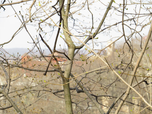 Manistee through trees