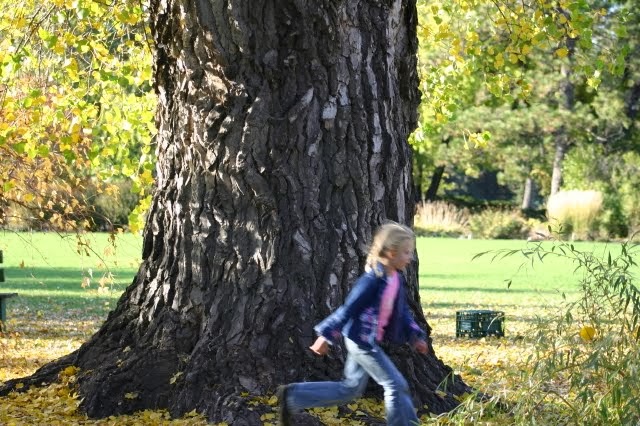 Jaydi and the Big Tree