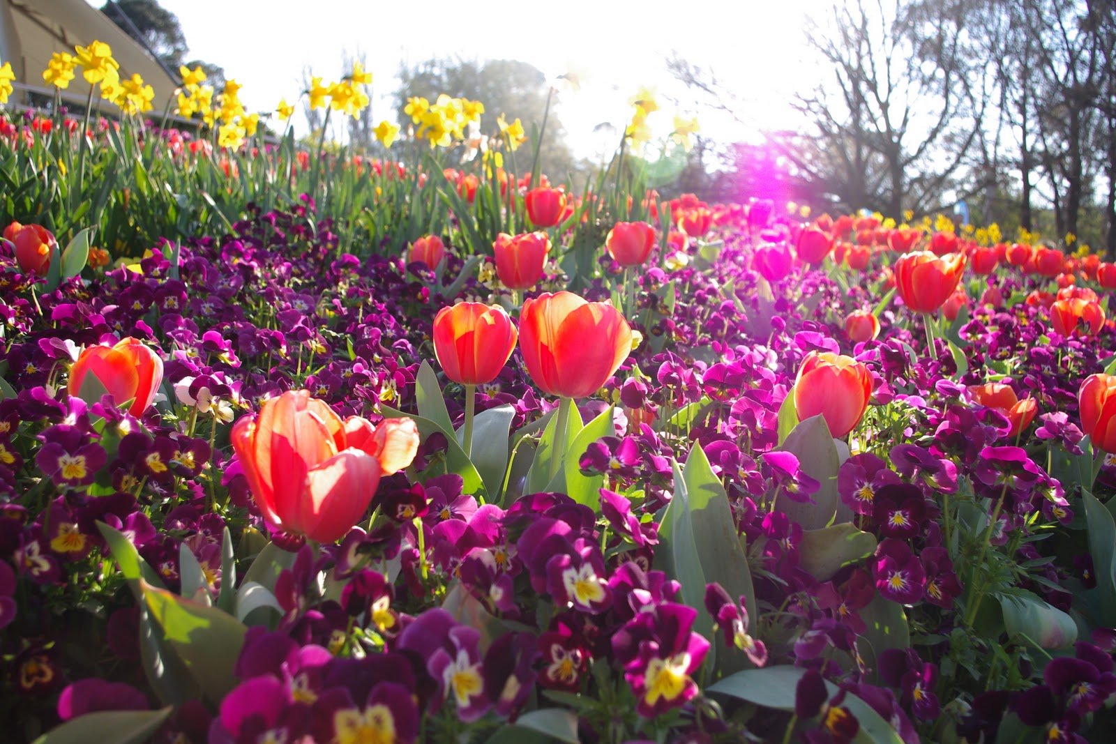 Geoff Thompsons Blog FloriadeCanberra