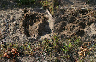 Potatoes and Onions are harvested Potatoes and Onions are harvested