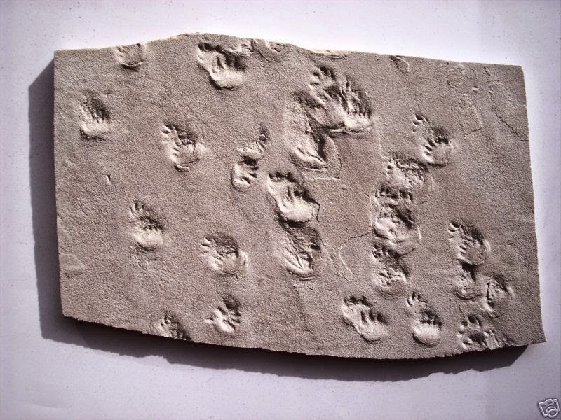 Science online The types of the fossils and the ways of formation