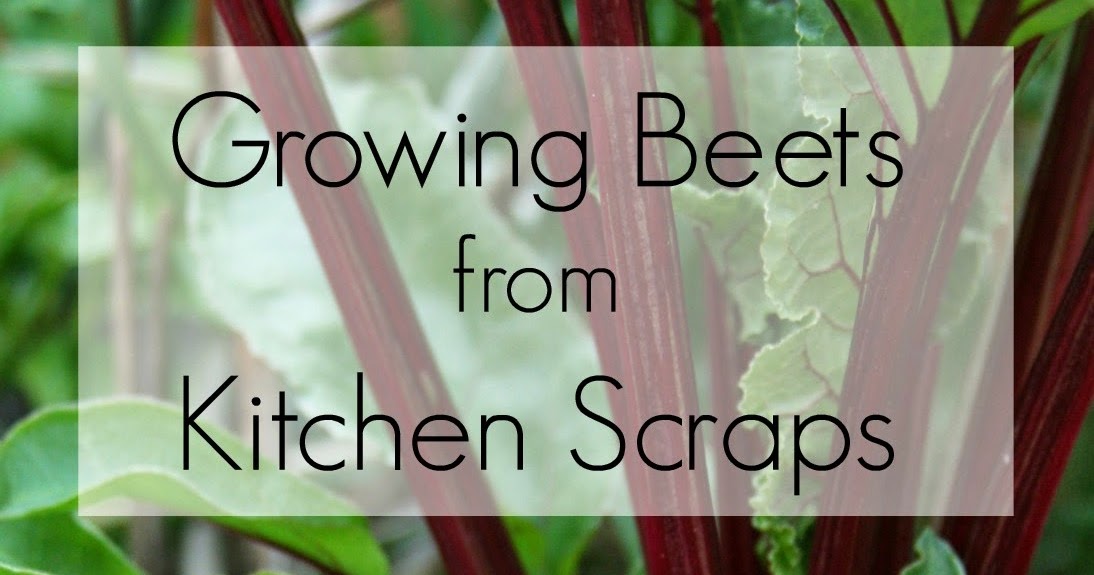 Lavende and Lemonade Growing Beets from Kitchen Scraps
