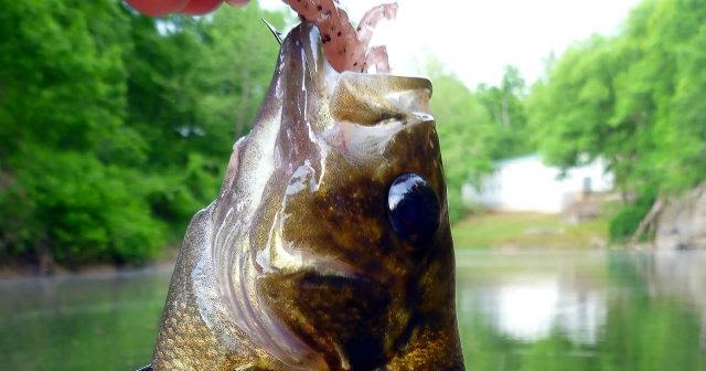Fishing in Central Missouri Big Piney River, Texas County