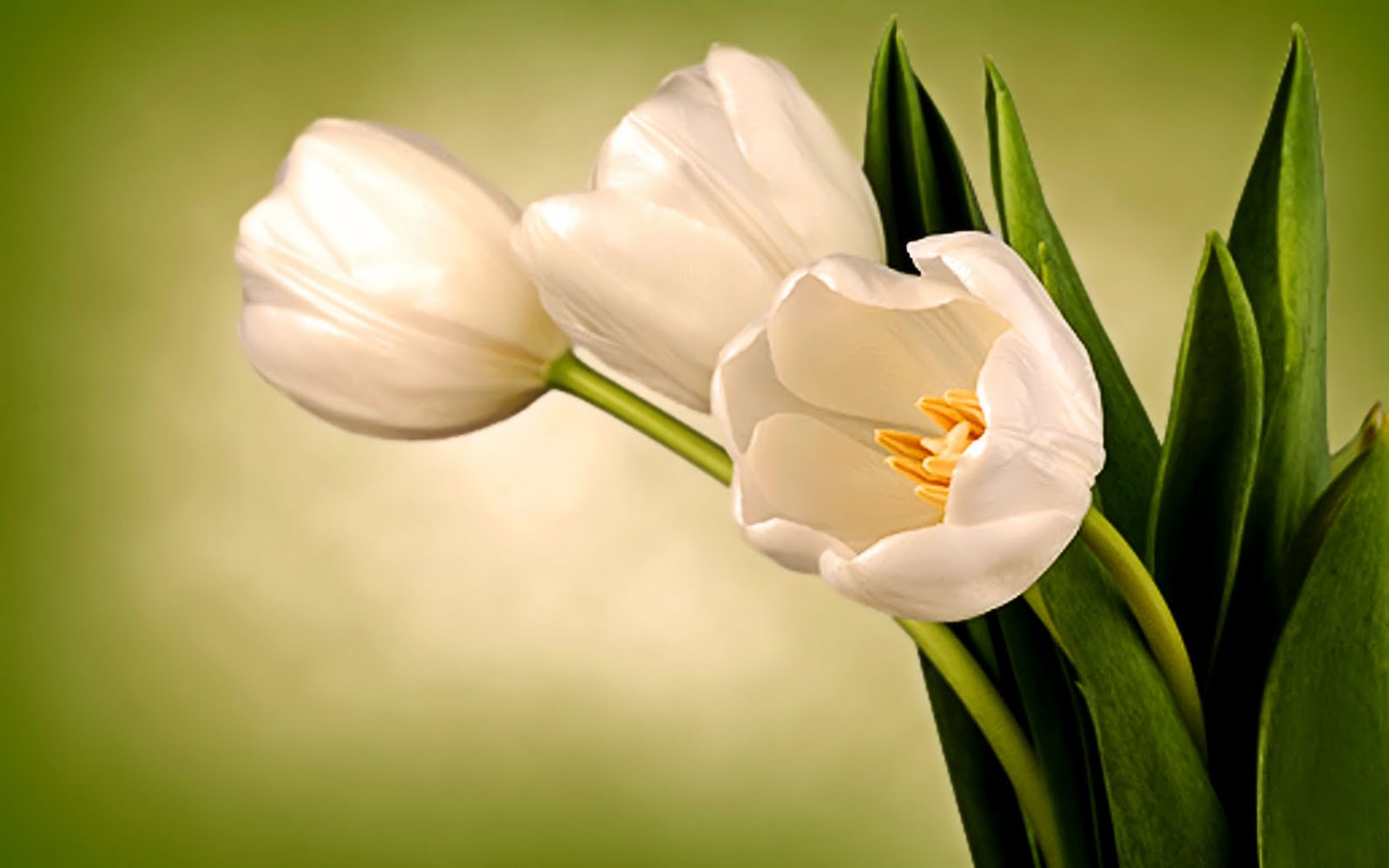 http://4.bp.blogspot.com/-x9ImMiaNzU0/TZMkOAB3UbI/AAAAAAAAB58/1DnTr2tk24Y/s1600/54-white-tulips.jpg