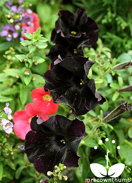 Petunia 'Black Cat' The World's First Black Petunia : MrBrownThumb