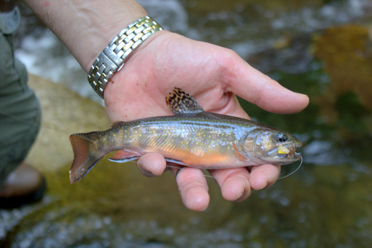 Brook Trout from the Great Smoky Mountains