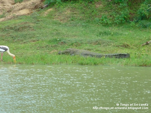 Crocodile et reptiles à Yala au Sri Lanka