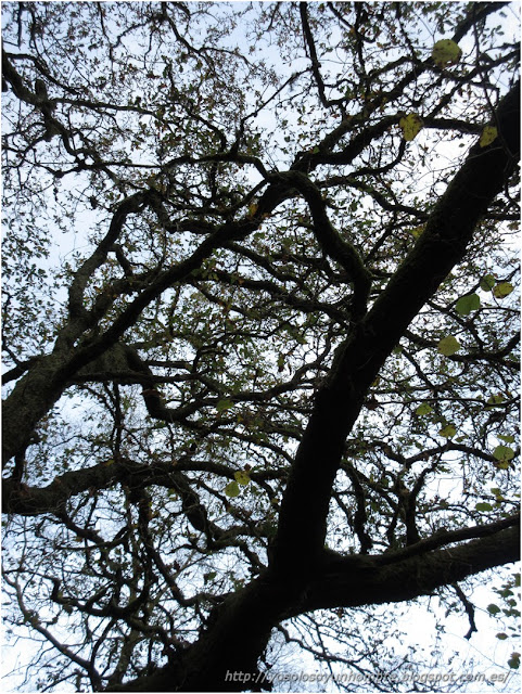 pedazo arbol pedazo arblo