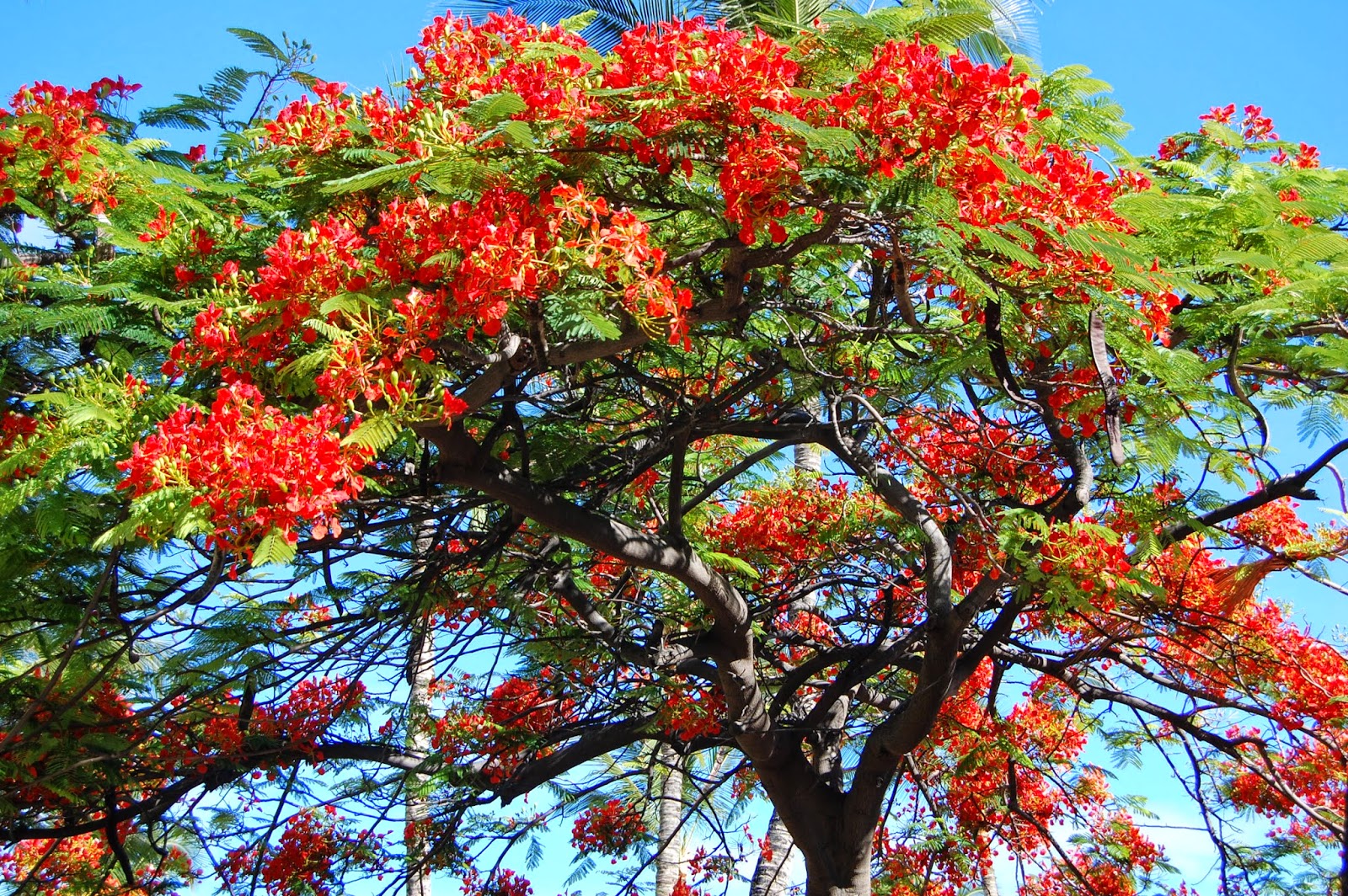 I Heart Hawaiian Gardens Northern California Style