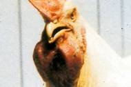 Hình 1: Mào, yếm, mặt, tích gà bị sưng to và tím