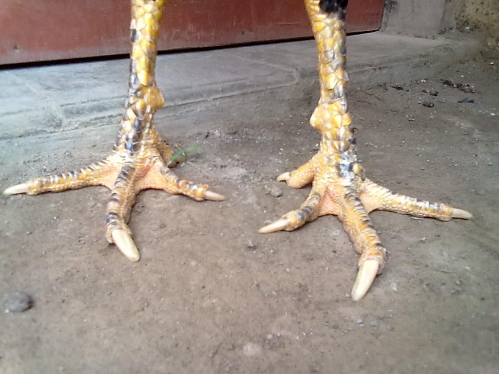 Budidaya Informasi Ayam Aduan Kaki Kecil Lebih Cepat Dan Budidaya Informasi Ayam Aduan Kaki Kecil Lebih Cepat Dan