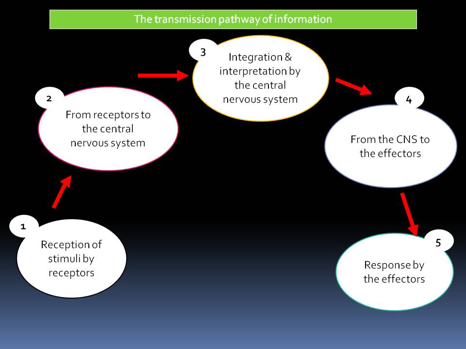 Biology THE TRANSMISSION OF INFORMATION ALONG THE NEURONE