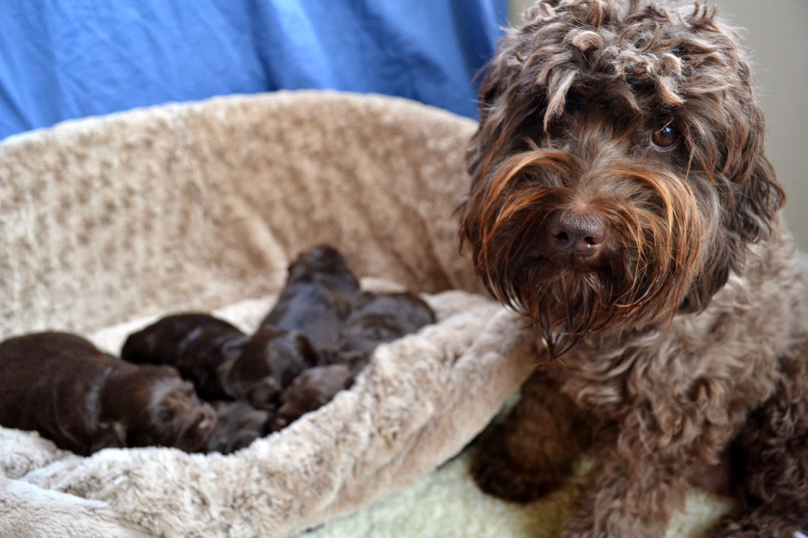 Golden Gate Labradoodles Authentic Australian Labradoodles CocoaPuff