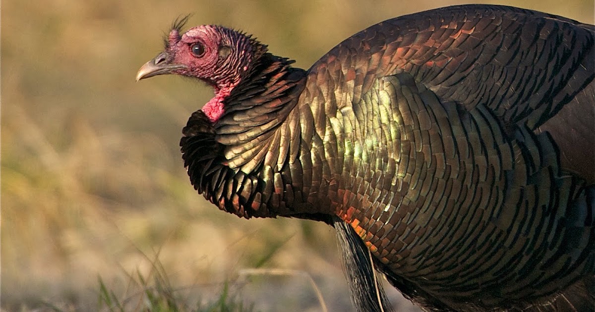 Back in the U.S.A. Shy Little Wild Turkey This Morning at John Heinz