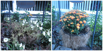 Before and after of my potted plants in the front yard.