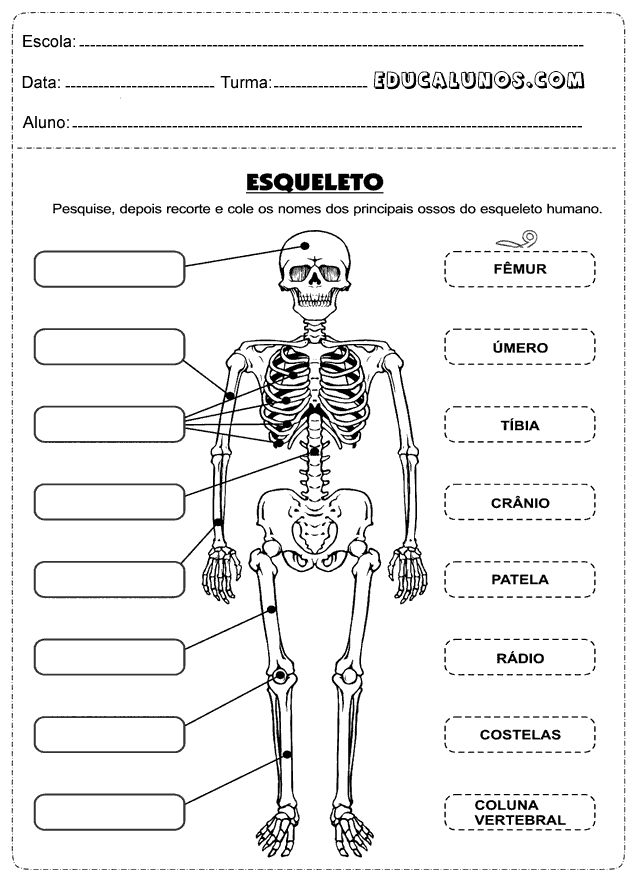 Recorte e cole os nomes dos principais ossos do esqueleto humano