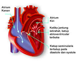 Cara Kerja Jantung - Pelajaran Bahasa Indonesia Di Jari Kamu