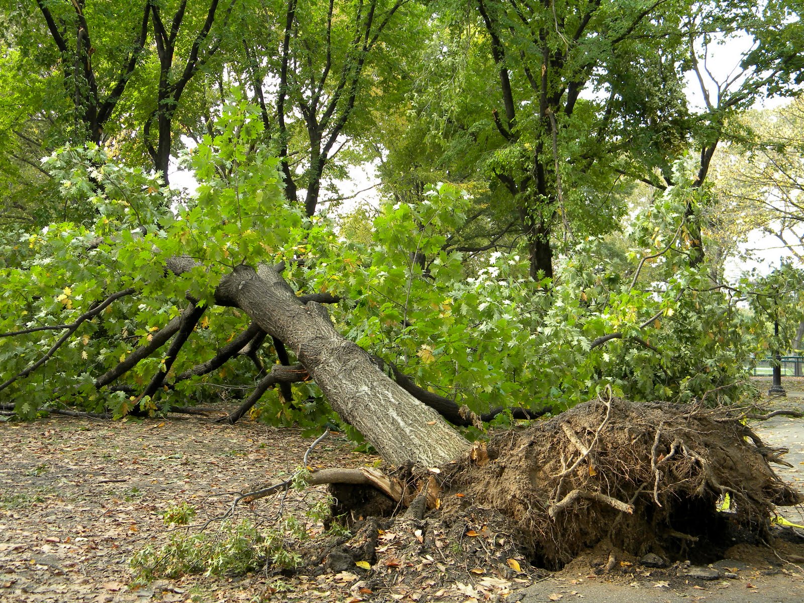 New York Central Park Storm Damage 10/29/11