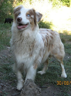 Australian Shepherd Dog Pictures