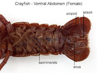 Crayfish Diagram Crayfish Diagram