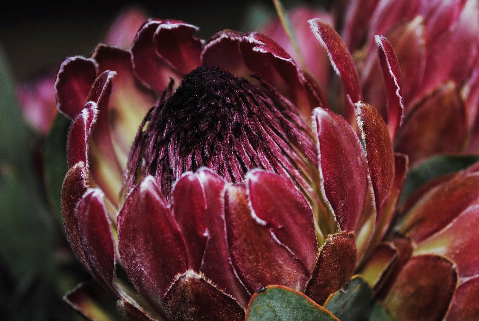 Pancakes und Proteas