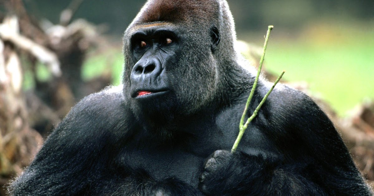Gorilla Photos « Photos World