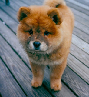 Chow Chow Cachorros Fotos