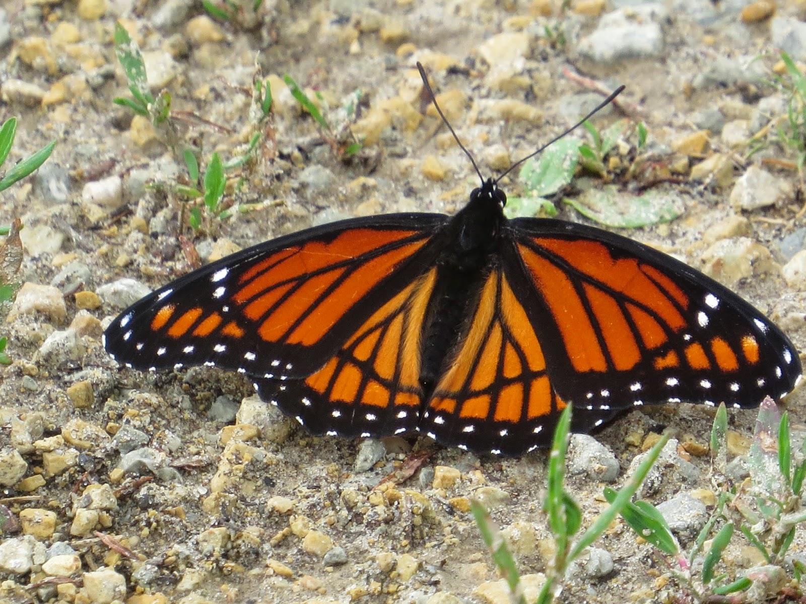 Penelopedia Nature and Garden in Southern Minnesota Viceroy Butterfly