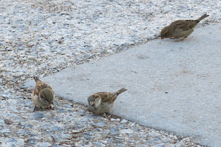 local sparrows, Sunday, December 06, 2015, 1:55:04 AM