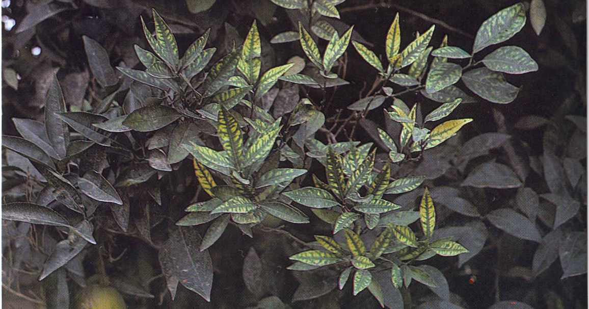 Zinc deficiency All about plant