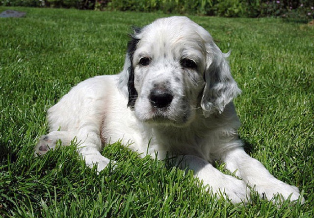 English Setter Apartment Dog | puppy pictures and gallery English Setter Apartment Dog | puppy pictures and gallery