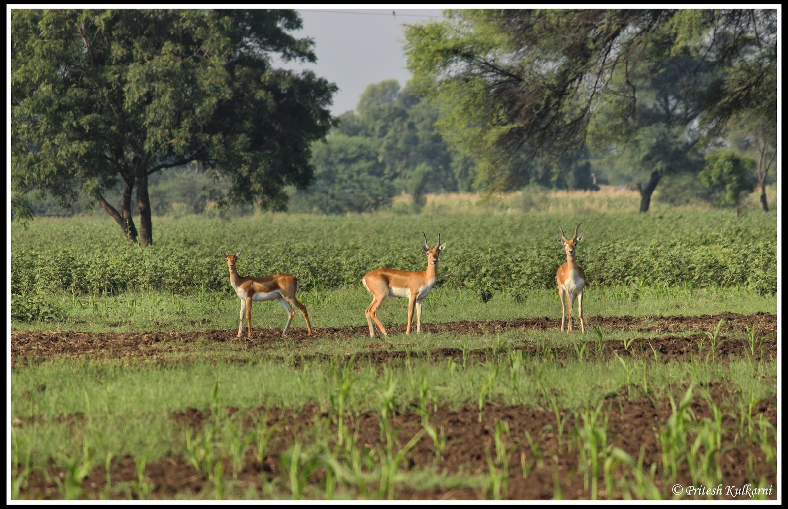 Blackbucks Blackbucks