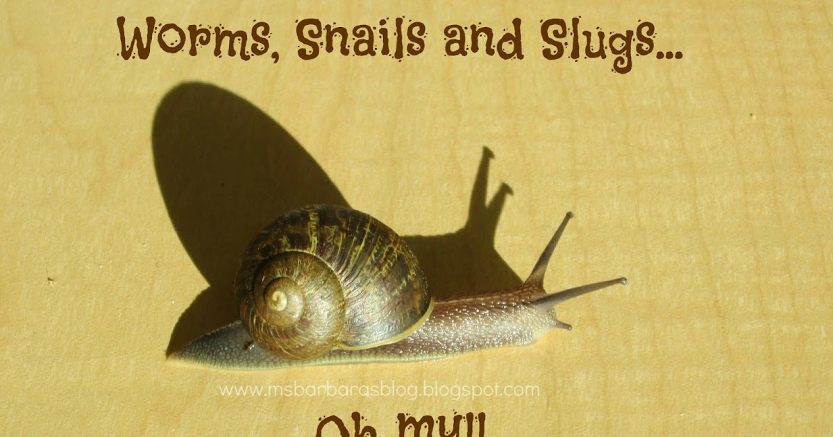 For the Children Earth Focus Worms, Snails and Slugs...Oh My!!