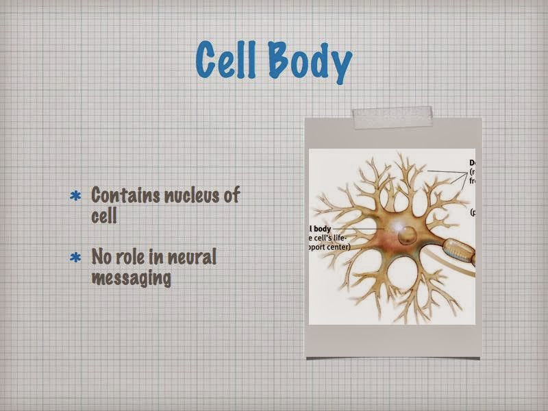 Ms. Murphy's Psychology Class: How a Neuron Works