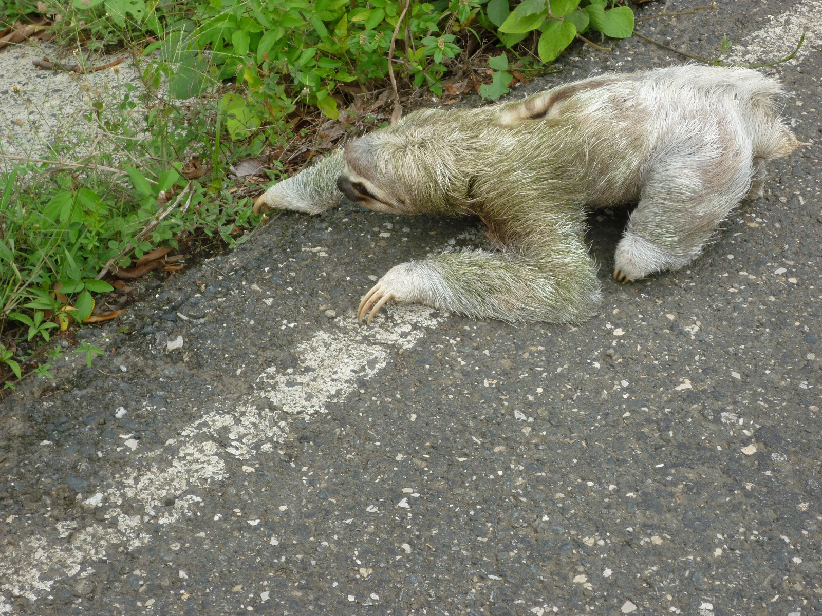 Sloth On Road
