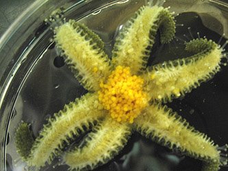 The Echinoblog: Starfish are a Mystery! "Ask the Echinoblog" takes  questions from a student in Colorado!