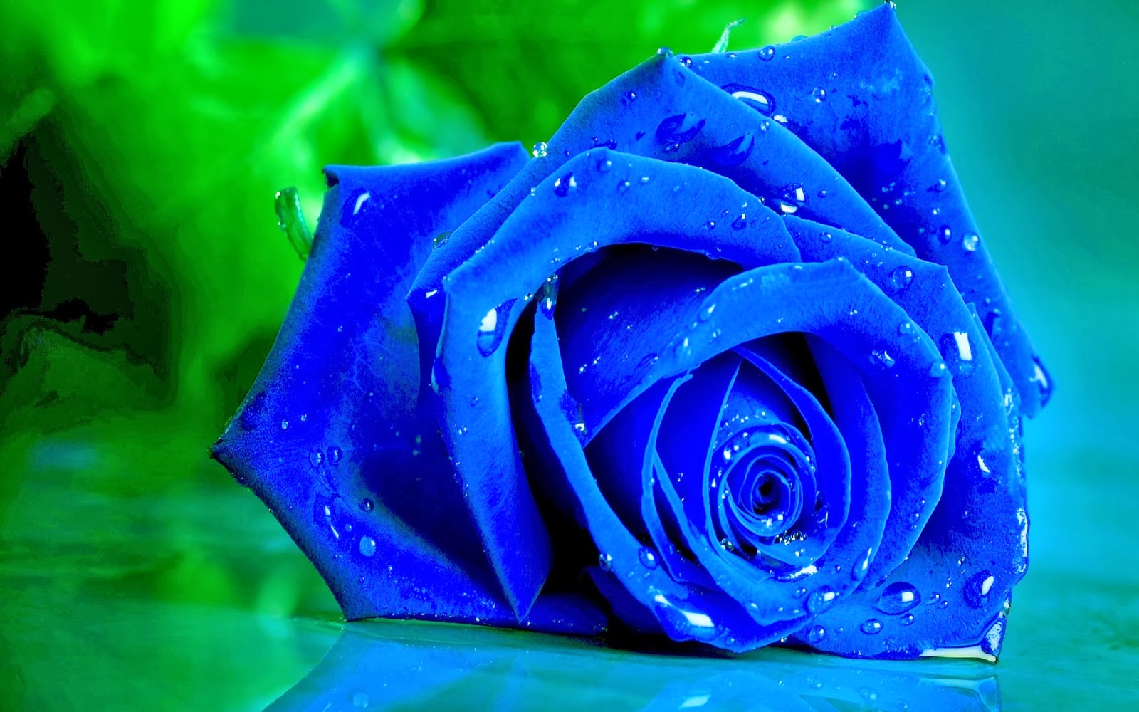 All new wallpaper : Blue Rose Wallpaper background