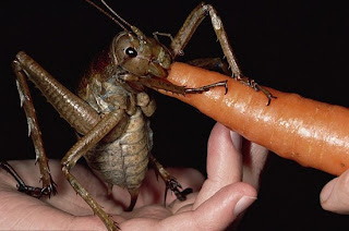 El insecto más grande del mundo - Weta comiendo zanahoria