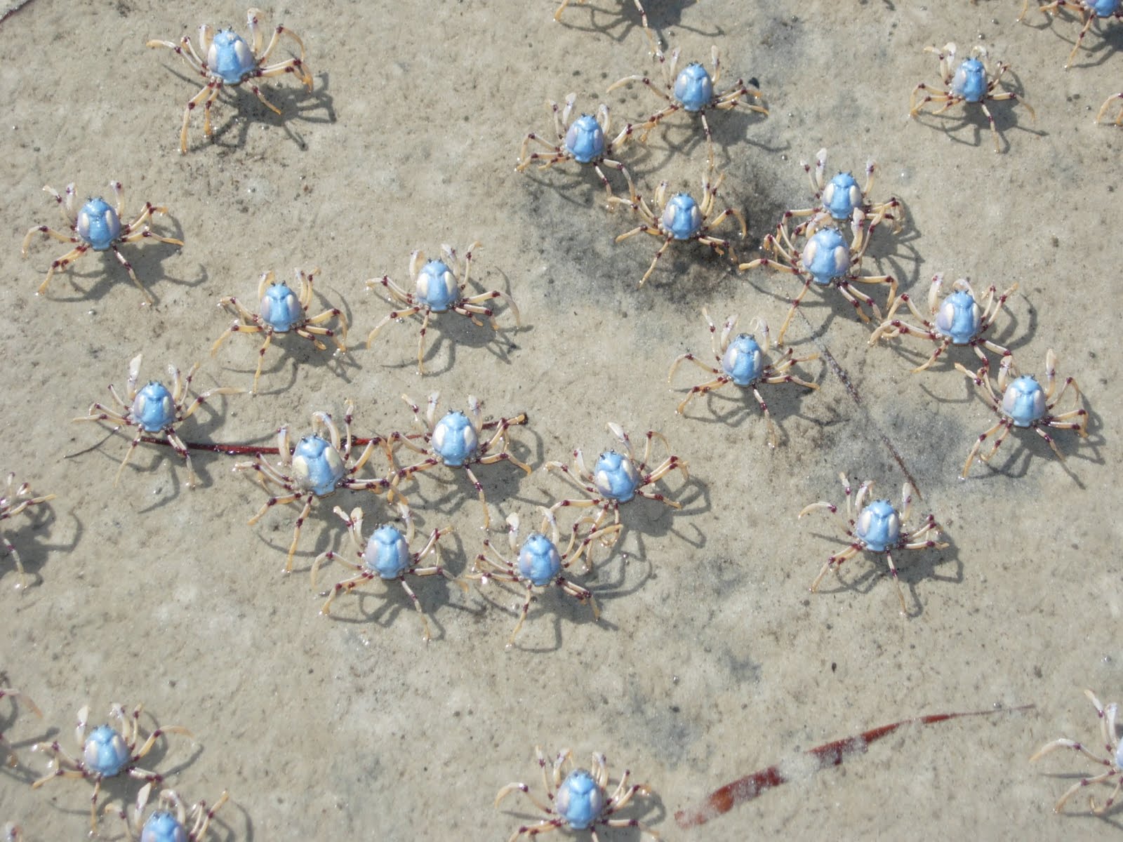 blue soldier crab