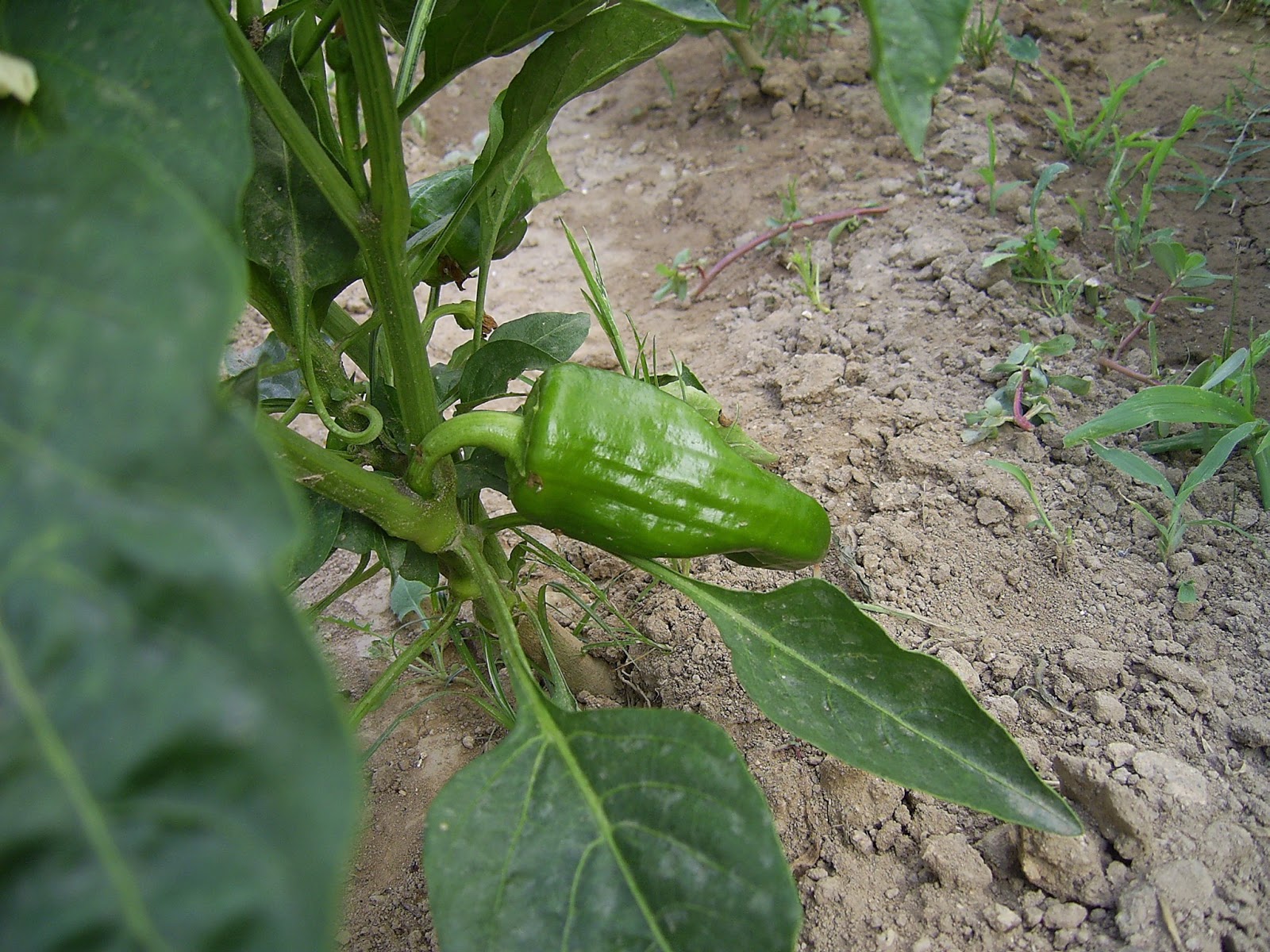 pimento pimento verde
