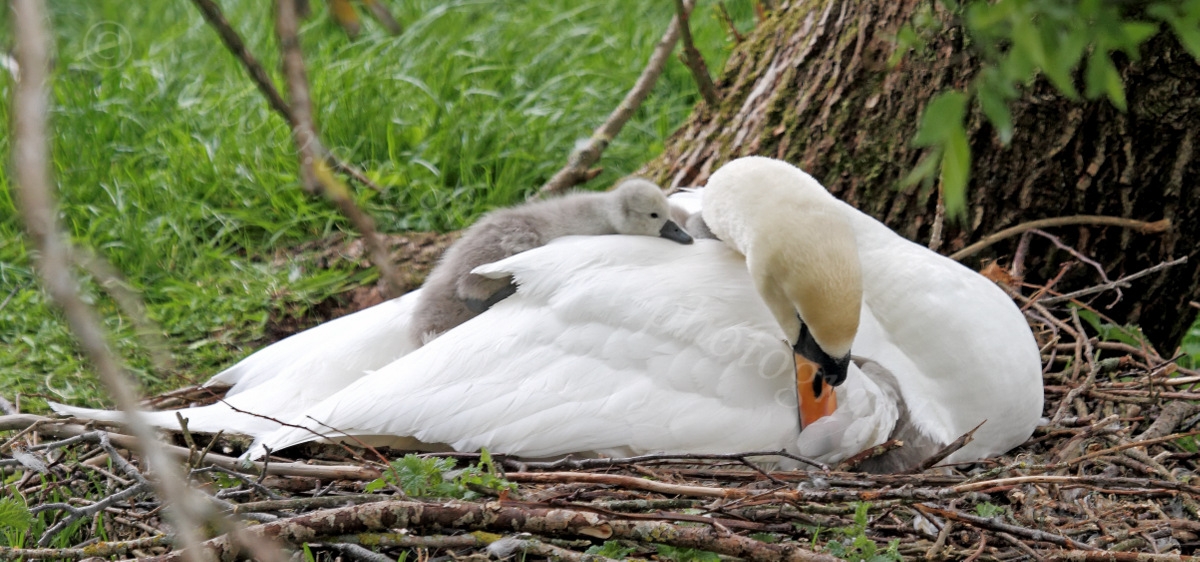 Dougie Coull Photography Swans with