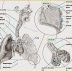 What Is Malignant Mesothelioma What Is Malignant Mesothelioma