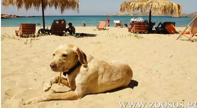 Η νομοθεσία για τα σκυλιά στην παραλία δεν έχει αλλάξει. Διαβάστε τι ισχύει. Η νομοθεσία για τα σκυλιά στην παραλία δεν έχει αλλάξει. Διαβάστε τι ισχύει.