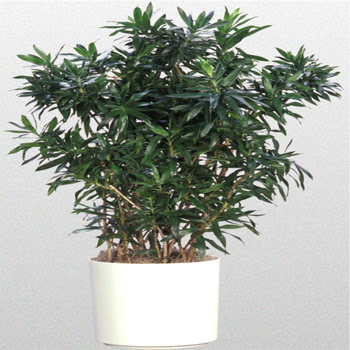 Dracaena-Reflexa