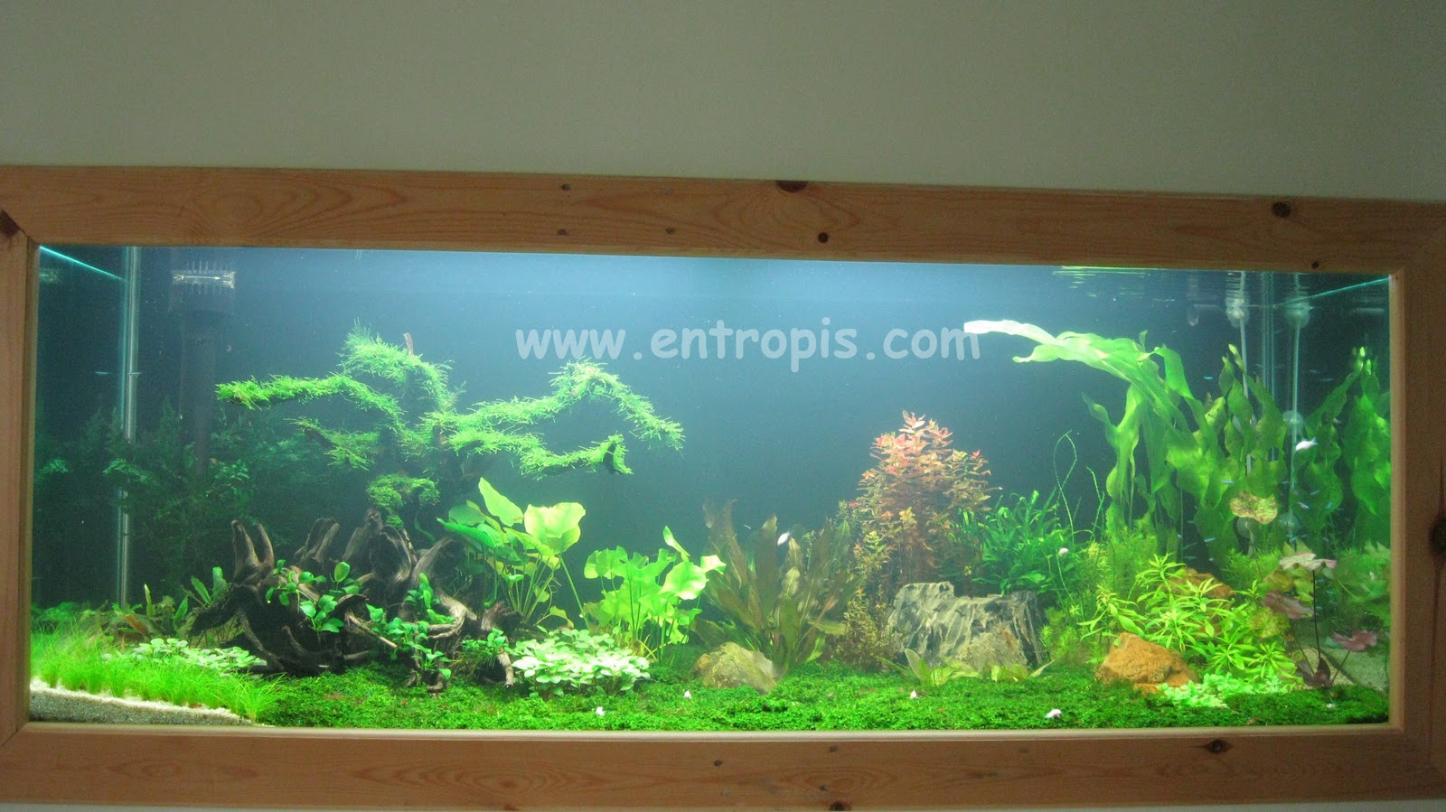 Dekorasi Aquarium Air Tawar Terbaru Jasmine Tree Blog Akvodecor Com